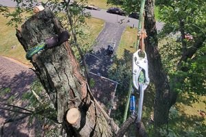 tree climbing Rockford IL